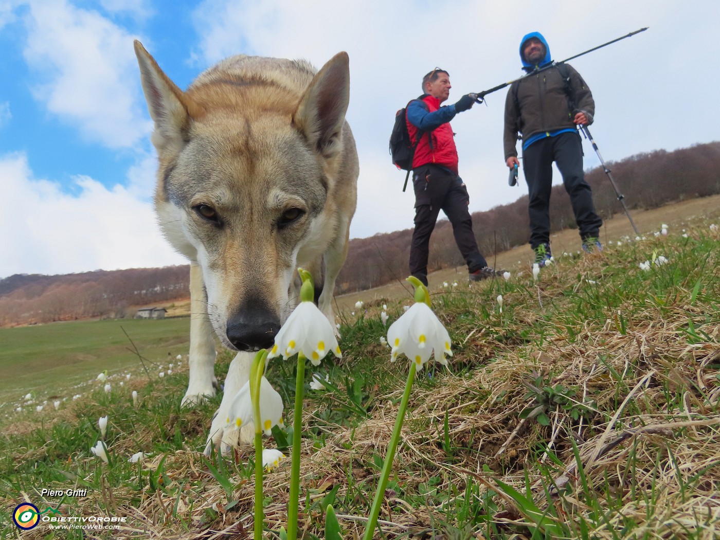 68 Un odore nuovo per me .JPG